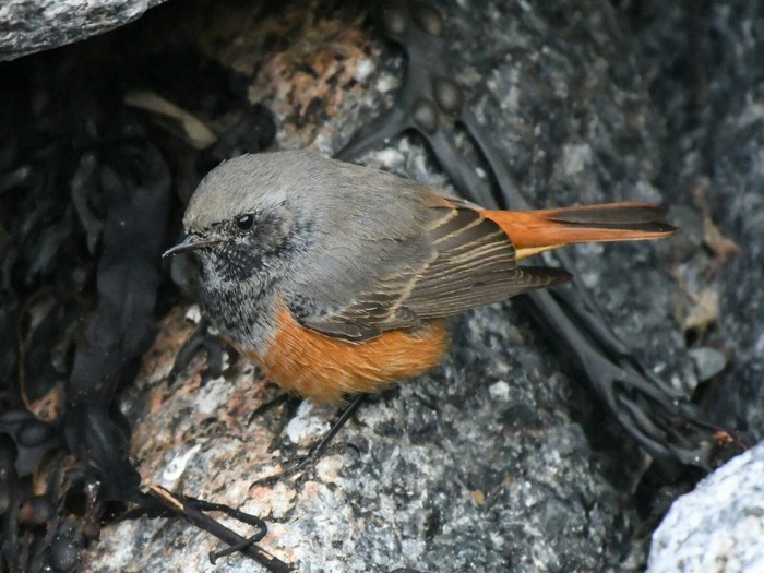Eastern Black Redstart