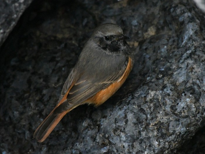 Eastern Black Redstart