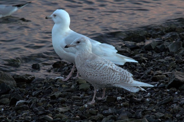 Iceland Gull