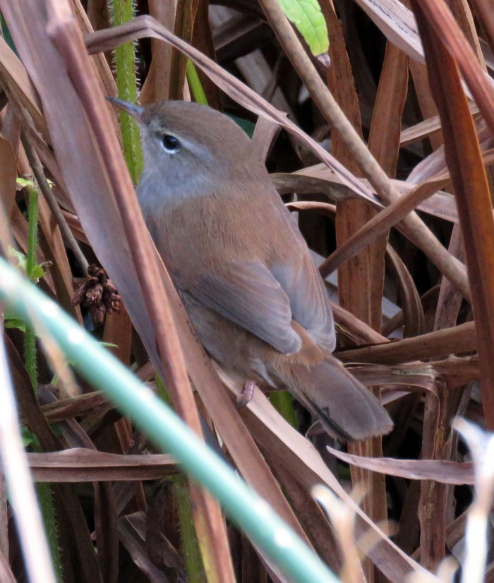 Cetti's Warbler