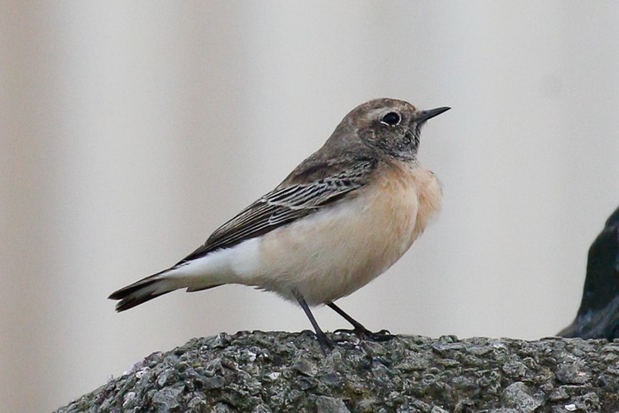 Pied Wheatear