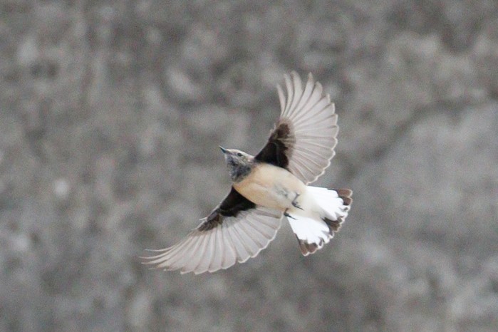 Pied Wheatear