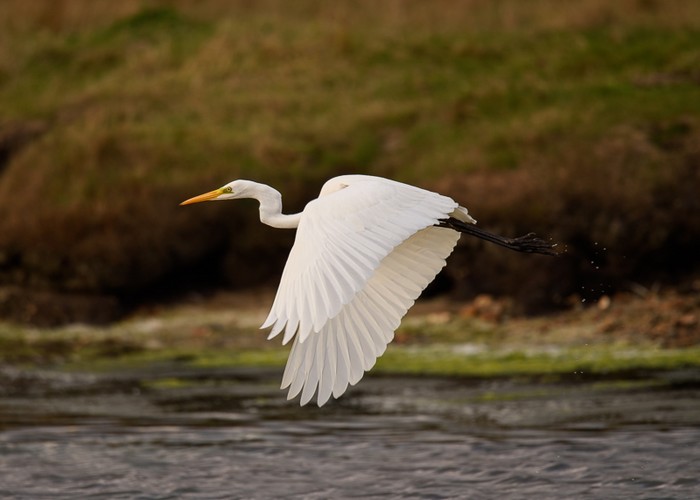 Great White Egret