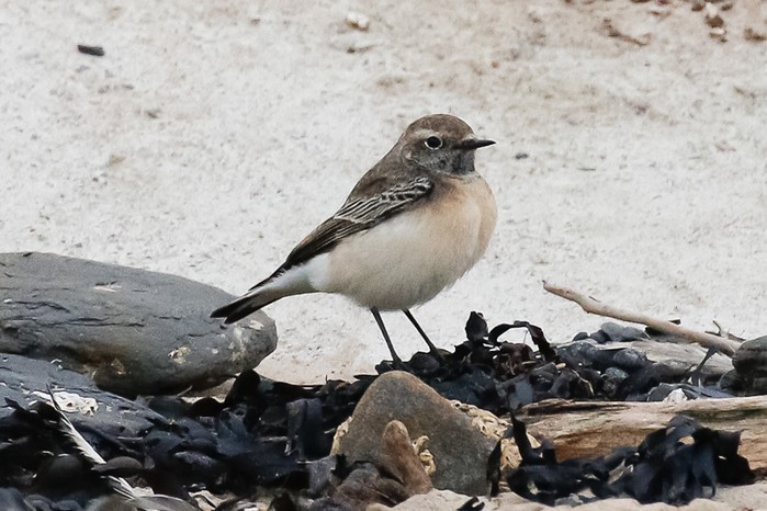 Pied Wheatear