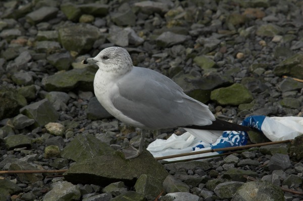 Ring-billed Gull