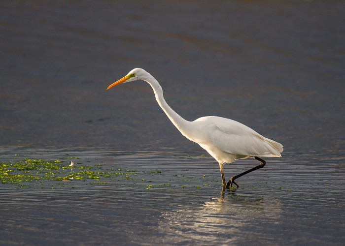 Great White Egret