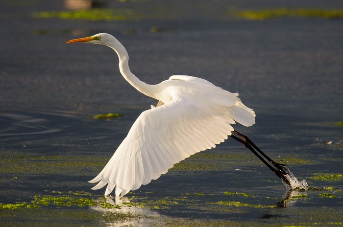 Great White Egret