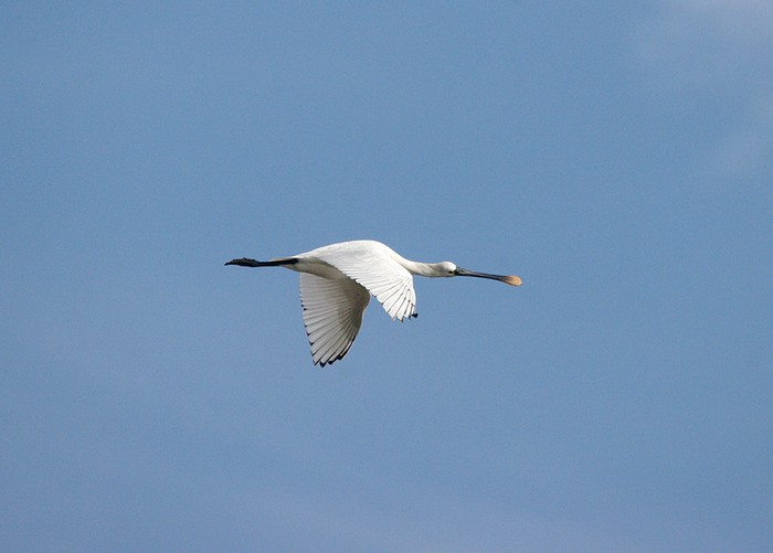 Spoonbill
