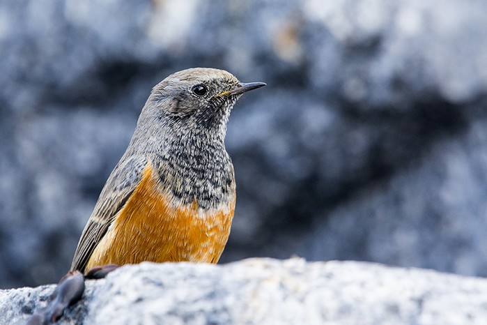 Eastern Black Redstart