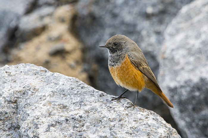Eastern Black Redstart