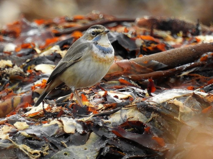 Bluethroat
