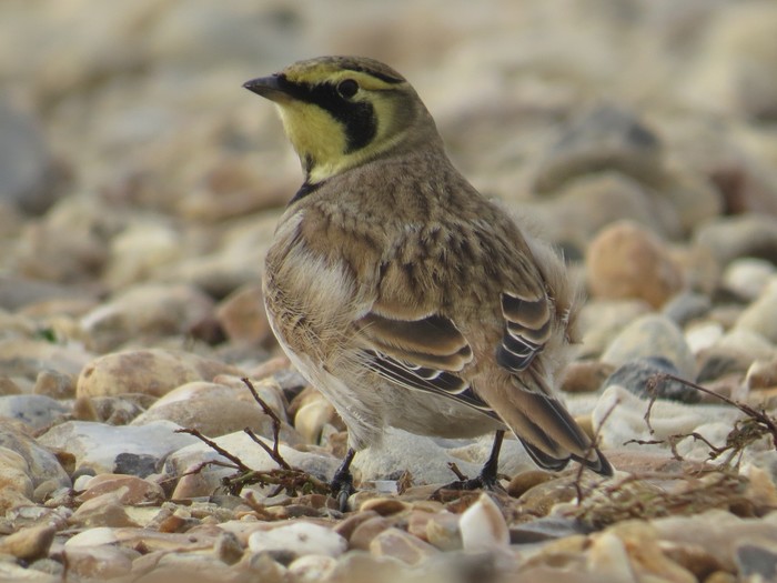 Shorelark
