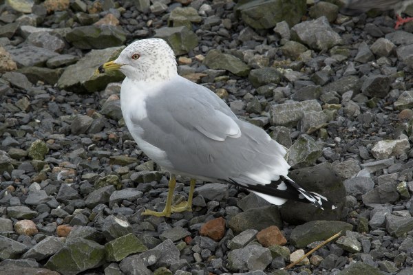 Ring-billed Gull