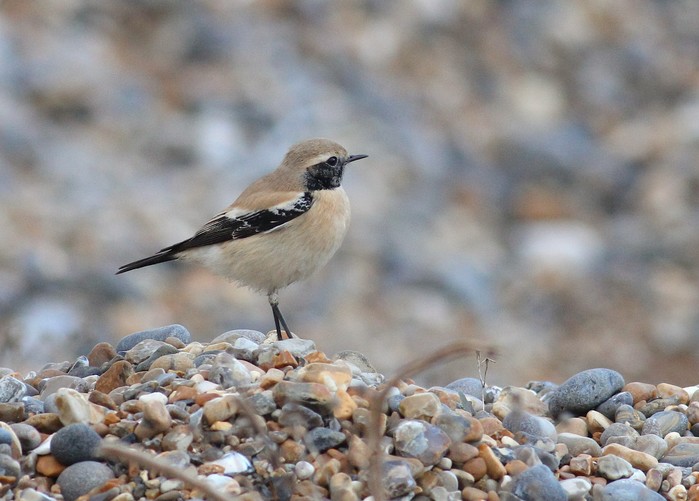 Desert Wheatear