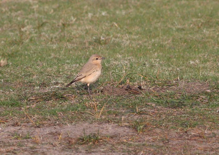 Isabelline Wheatear
