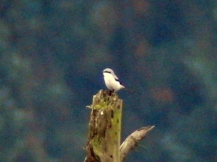Great Grey Shrike