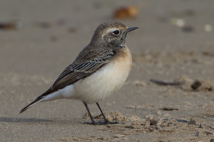 Pied Wheatear