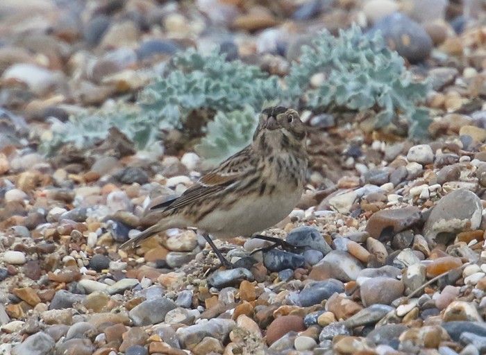 Lapland Bunting