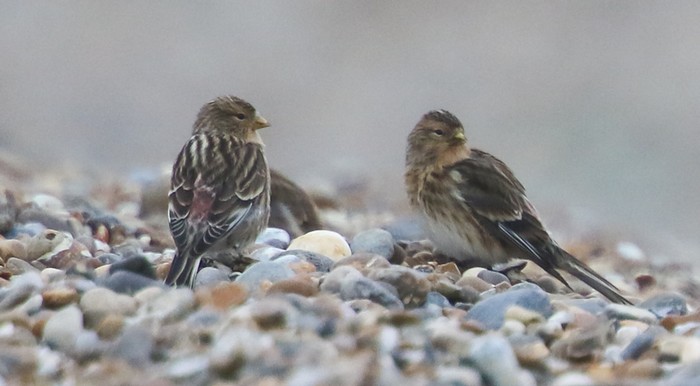 Twite
