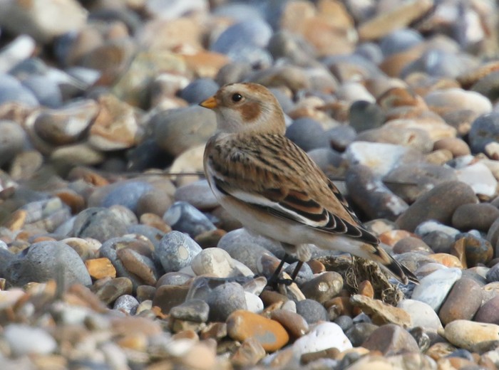 Snow Bunting