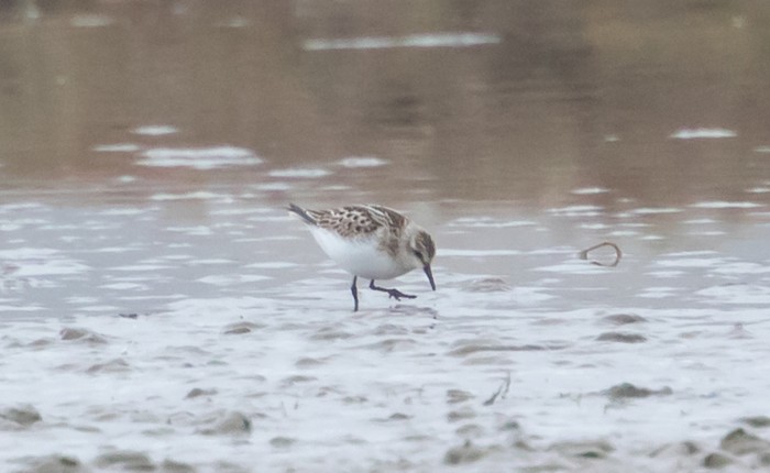 Little Stint