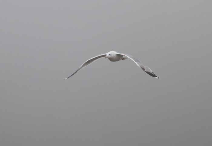 Caspian Gull