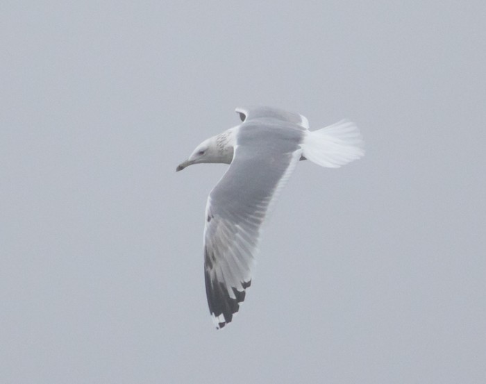 Caspian Gull