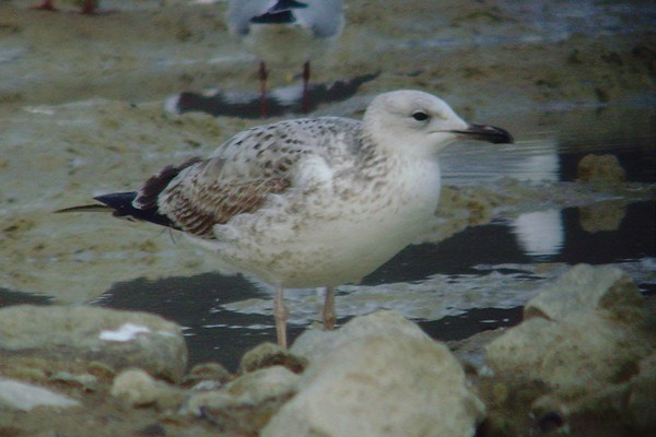 Caspian Gull