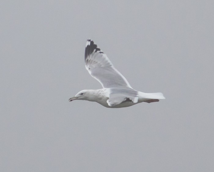 Caspian Gull