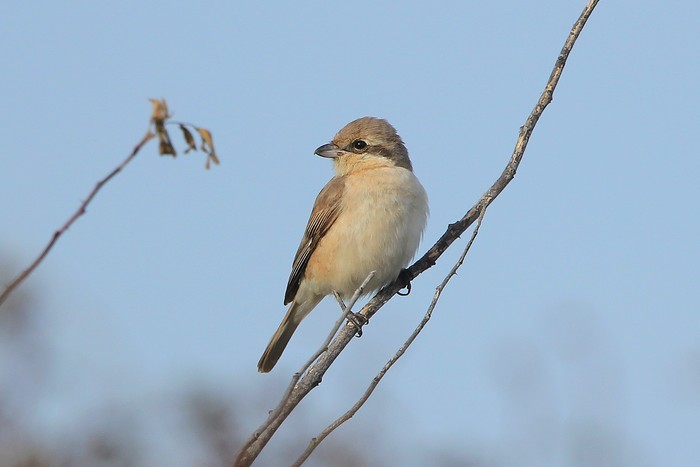 Daurian Shrike