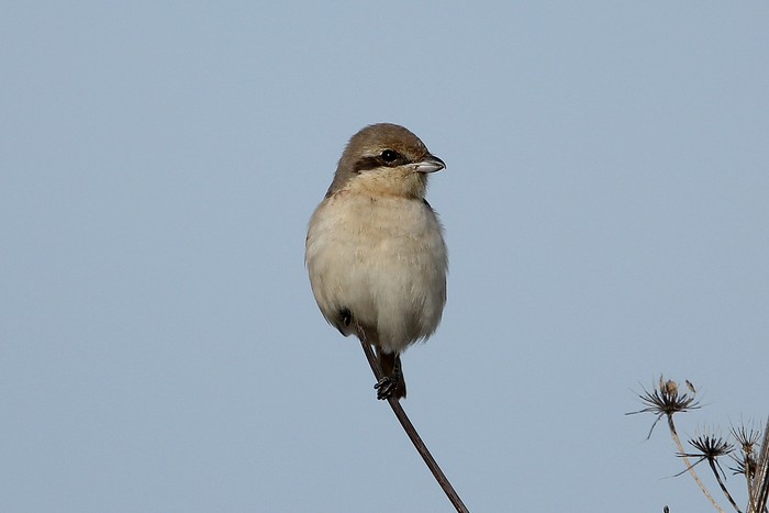Daurian Shrike