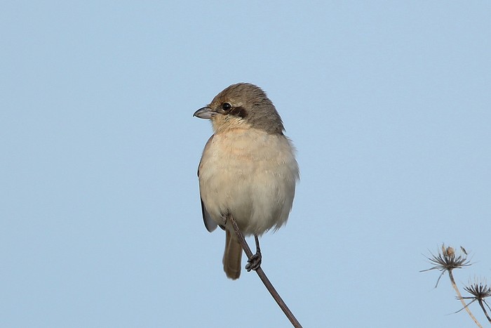 Daurian Shrike