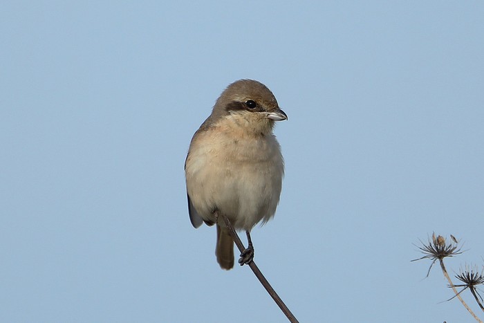 Daurian Shrike