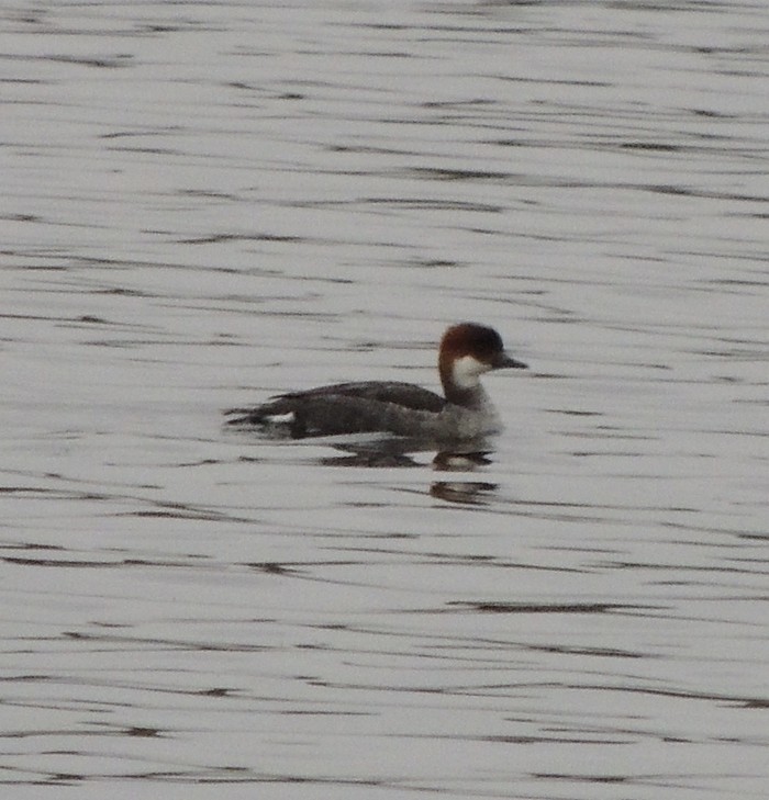 Smew