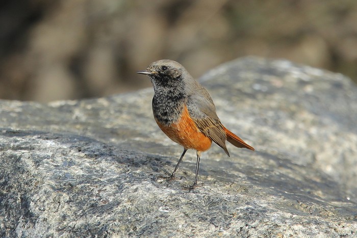 Eastern Black Redstart