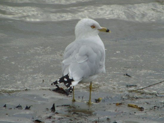Ring-billed Gull