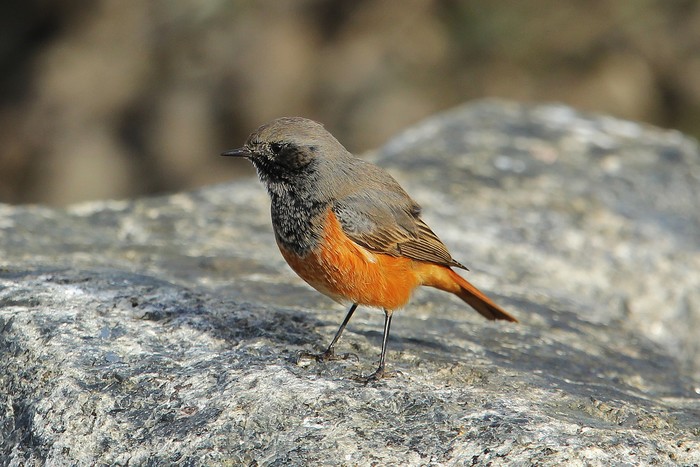 Eastern Black Redstart