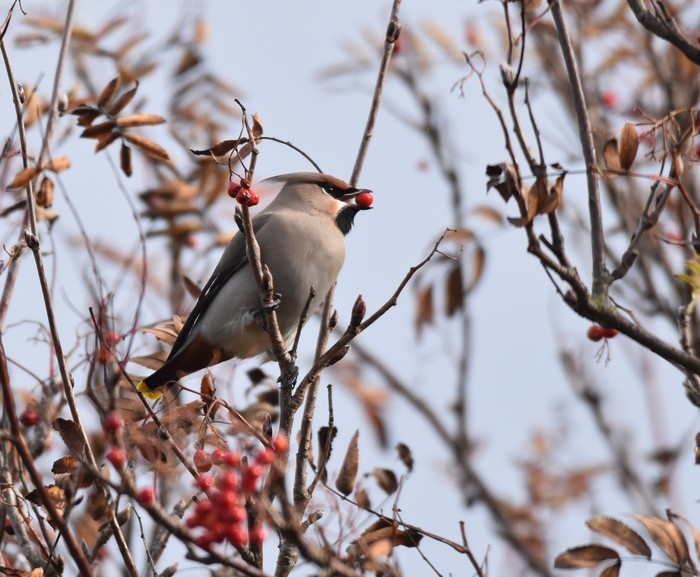 Waxwing