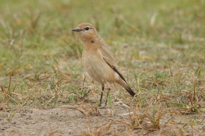 Isabelline Wheatear