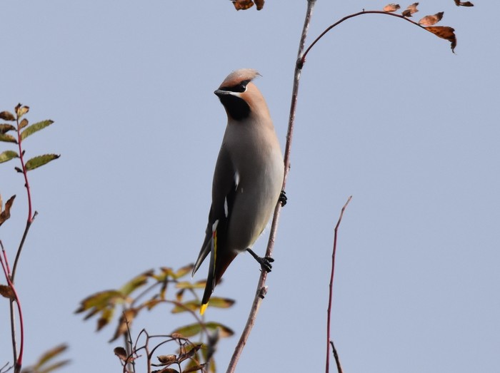 Waxwing