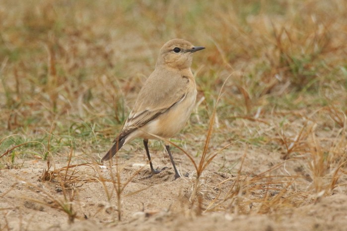 Isabelline Wheatear