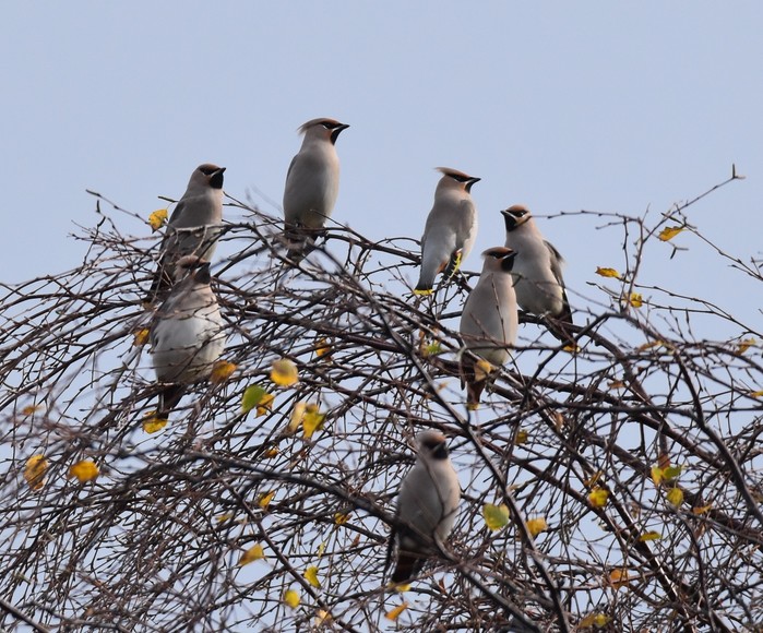 Waxwing