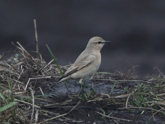 Isabelline Wheatear