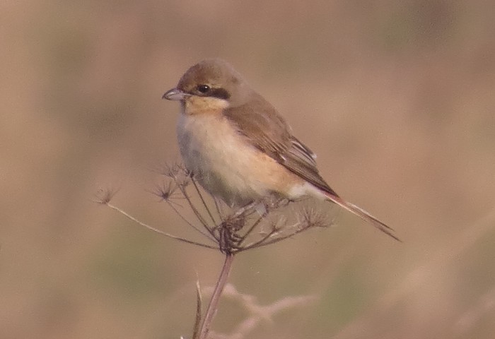Daurian Shrike