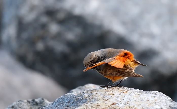 Eastern Black Redstart