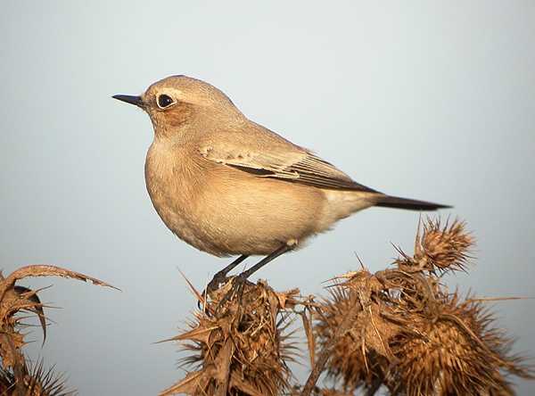 Desert Wheatear