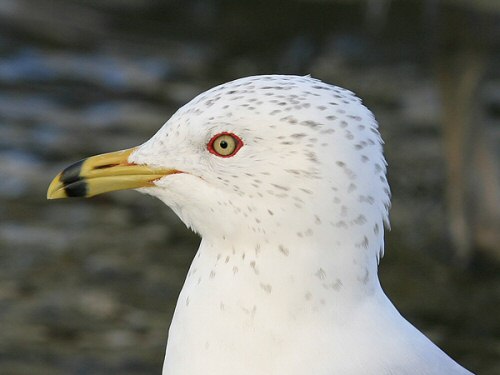 Ring-billed Gull