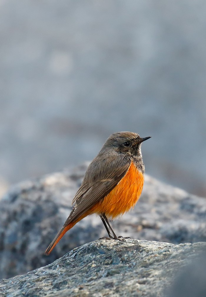 Eastern Black Redstart