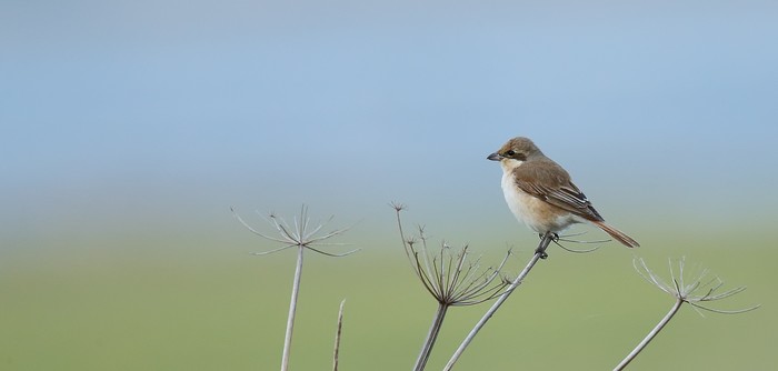 Daurian Shrike