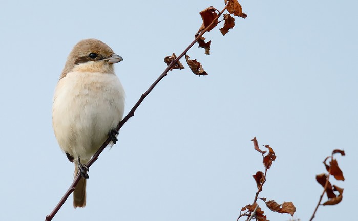 Daurian Shrike